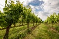 View of famous wine region Goriska Brda hills in Slovenia Royalty Free Stock Photo